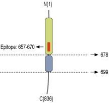 Anti-Neuroligin 2 (extracellular) Antibody