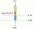 Neuroligin 2 (extracellular) Blocking Peptide