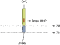 Anti-Neuroligin 3 (extracellular) Antibody