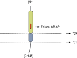Anti-Neuroligin 3 (extracellular) Antibody