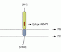 Neuroligin 3 (extracellular) Blocking Peptide