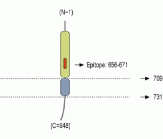 Neuroligin 3 (extracellular) Blocking Peptide