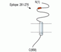CD56/NCAM1 (extracellular) Blocking Peptide