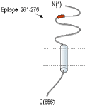 Anti-CD56/NCAM1 (extracellular) Antibody
