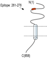 Anti-CD56/NCAM1 (extracellular) Antibody