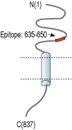 Anti-NCAM2 (extracellular) Antibody