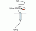 NCAM2 (extracellular) Blocking Peptide