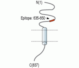 NCAM2 (extracellular) Blocking Peptide
