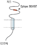 Anti-NrCAM (extracellular) Antibody