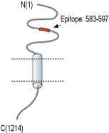 Anti-NrCAM (extracellular) Antibody