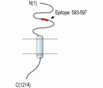 NrCAM (extracellular) Blocking Peptide