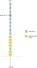 Anti-DSCAM (extracellular) Antibody
