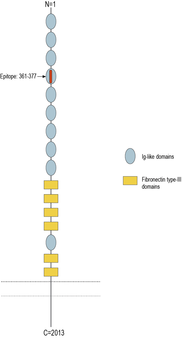 Anti-DSCAM (extracellular) Antibody
