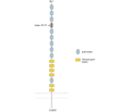 DSCAM (extracellular) Blocking Peptide