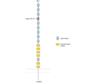DSCAM (extracellular) Blocking Peptide