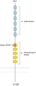 Anti-L1CAM (extracellular) Antibody