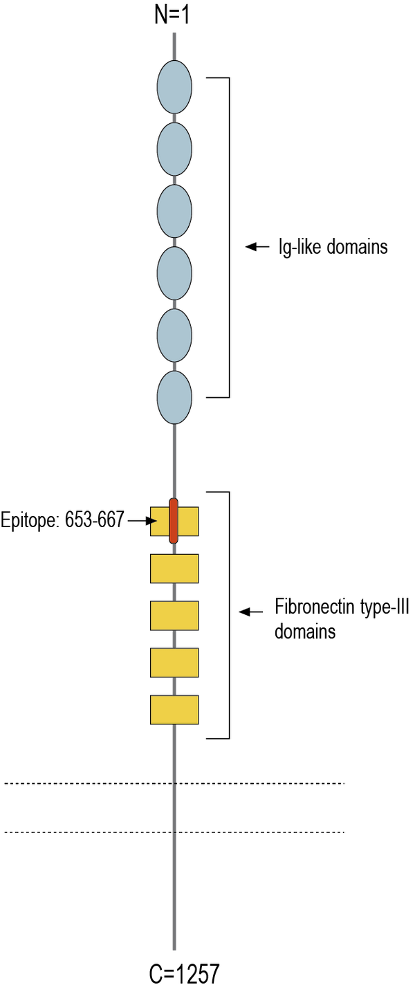 Anti-L1CAM (extracellular) Antibody