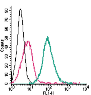 Anti-Nectin-1/PVRL1 (extracellular)-FITC Antibody