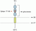 Nectin-1/PVRL1 (extracellular) Blocking Peptide