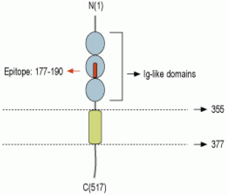 Nectin-1/PVRL1 (extracellular) Blocking Peptide