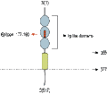 Anti-Nectin-1/PVRL1 (extracellular) Antibody