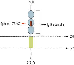 Anti-Nectin-1/PVRL1 (extracellular) Antibody