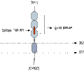 Anti-Nectin-2/PVRL2 (extracellular) Antibody