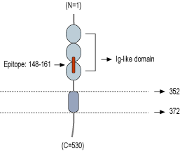Anti-Nectin-2/PVRL2 (extracellular) Antibody