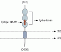 Nectin-2/PVRL2 (extracellular) Blocking Peptide