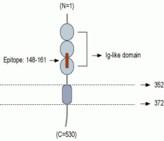 Nectin-2/PVRL2 (extracellular) Blocking Peptide
