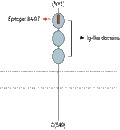 Anti-Nectin-3/PVRL3 (extracellular) Antibody