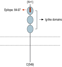 Anti-Nectin-3/PVRL3 (extracellular) Antibody