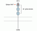 Nectin-3/PVRL3 (extracellular) Blocking Peptide