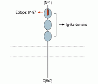 Nectin-3/PVRL3 (extracellular) Blocking Peptide