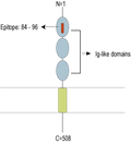Anti-Nectin-4 (extracellular) Antibody