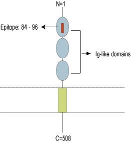 Anti-Nectin-4 (extracellular) Antibody