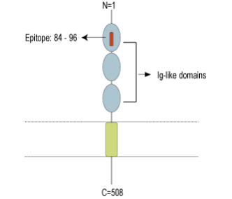 Nectin-4 (extracellular) Blocking Peptide