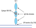 Anti-NEGR1 (extracellular) Antibody