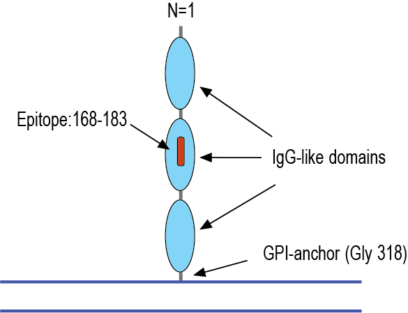 Anti-NEGR1 (extracellular) Antibody