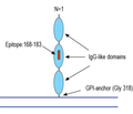NEGR1 (extracellular) Blocking Peptide