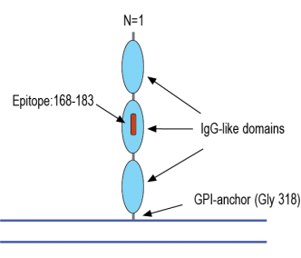 NEGR1 (extracellular) Blocking Peptide