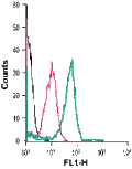 Anti-Neuropilin-2 (NRP2) (extracellular)-FITC Antibody