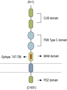 Anti-Neuropilin-2 (NRP2) (extracellular) Antibody
