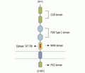 Neuropilin-2/NRP2 (extracellular) Blocking Peptide