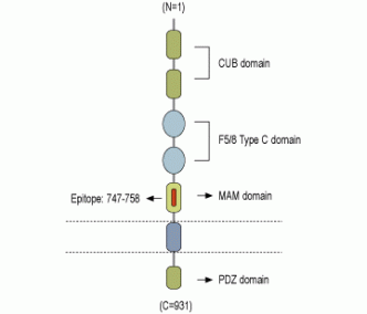Neuropilin-2/NRP2 (extracellular) Blocking Peptide