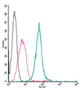 Anti-Neuropilin-1 (NRP1) (extracellular)-FITC Antibody