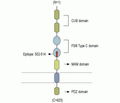 Neuropilin-1/NRP1 (extracellular) Blocking Peptide