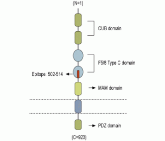 Neuropilin-1/NRP1 (extracellular) Blocking Peptide