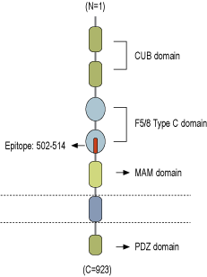 Anti-Neuropilin-1 (NRP1) (extracellular) Antibody