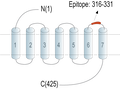 Anti-NMUR1 (extracellular) Antibody